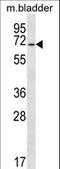 EYA Transcriptional Coactivator And Phosphatase 1 antibody, LS-C167870, Lifespan Biosciences, Western Blot image 