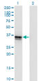 Frizzled Related Protein antibody, LS-C197246, Lifespan Biosciences, Western Blot image 