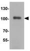 Tripartite Motif Containing 28 antibody, GTX31274, GeneTex, Western Blot image 