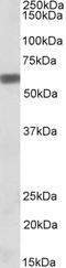 Secreted Phosphoprotein 1 antibody, EB06825, Everest Biotech, Western Blot image 