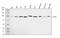 Catenin Delta 1 antibody, A02333-4, Boster Biological Technology, Western Blot image 