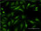 Kynurenine Aminotransferase 1 antibody, LS-B11727, Lifespan Biosciences, Immunofluorescence image 