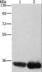 Aminoacyl TRNA Synthetase Complex Interacting Multifunctional Protein 1 antibody, LS-C403125, Lifespan Biosciences, Western Blot image 