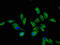 Lysosomal protective protein antibody, A62350-100, Epigentek, Immunofluorescence image 