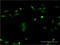 Casein Kinase 1 Epsilon antibody, LS-B12791, Lifespan Biosciences, Immunofluorescence image 