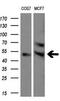 Lipoprotein Lipase antibody, M00316-2, Boster Biological Technology, Western Blot image 