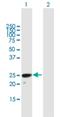 H1 Histone Family Member O Oocyte Specific antibody, H00132243-B01P, Novus Biologicals, Western Blot image 