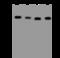 Coiled-Coil And C2 Domain Containing 1A antibody, 206658-T46, Sino Biological, Western Blot image 