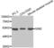 SIM BHLH Transcription Factor 2 antibody, abx002374, Abbexa, Western Blot image 