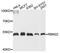 RNA Binding Motif Protein 22 antibody, abx135943, Abbexa, Western Blot image 