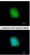 Syntaxin Binding Protein 6 antibody, NBP2-15376, Novus Biologicals, Immunofluorescence image 
