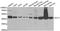 Aminoacylase-1 antibody, A6351, ABclonal Technology, Western Blot image 