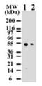 Caspase 8 antibody, NB100-55786, Novus Biologicals, Western Blot image 