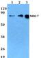 Solute Carrier Family 9 Member A7 antibody, PA5-75424, Invitrogen Antibodies, Western Blot image 