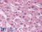 Paraoxonase 2 antibody, LS-B104, Lifespan Biosciences, Immunohistochemistry frozen image 