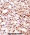 Thymopoietin antibody, abx028266, Abbexa, Immunohistochemistry frozen image 
