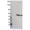 ASF antibody, BML-PW9250-0100, Enzo Life Sciences, Western Blot image 