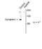 Synapsin I antibody, NB300-745, Novus Biologicals, Western Blot image 