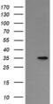 Asialoglycoprotein Receptor 2 antibody, MA5-26097, Invitrogen Antibodies, Western Blot image 