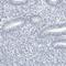 Zona Pellucida Binding Protein 2 antibody, HPA027997, Atlas Antibodies, Immunohistochemistry frozen image 