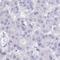 Rh Family B Glycoprotein (Gene/Pseudogene) antibody, HPA048489, Atlas Antibodies, Immunohistochemistry paraffin image 