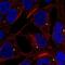 Lymphotoxin Beta antibody, NBP2-14207, Novus Biologicals, Immunofluorescence image 