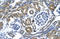 Zinc Finger And BTB Domain Containing 43 antibody, orb324386, Biorbyt, Immunohistochemistry paraffin image 