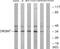 Olfactory Receptor Family 2 Subfamily M Member 7 antibody, GTX87482, GeneTex, Western Blot image 