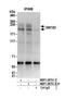 Trinucleotide Repeat Containing Adaptor 6A antibody, NBP1-28751, Novus Biologicals, Western Blot image 