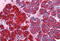 Regenerating Family Member 1 Alpha antibody, MBS246590, MyBioSource, Immunohistochemistry frozen image 