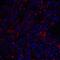 Transmembrane 4 L6 family member 1 antibody, NBP1-76549, Novus Biologicals, Immunofluorescence image 