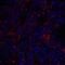 Transmembrane 4 L Six Family Member 1 antibody, NBP1-76549, Novus Biologicals, Immunofluorescence image 