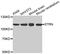 Striatin antibody, MBS128794, MyBioSource, Western Blot image 