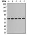 TGF-Beta Activated Kinase 1 (MAP3K7) Binding Protein 1 antibody, abx142254, Abbexa, Western Blot image 