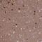 Jac antibody, NBP1-92175, Novus Biologicals, Immunohistochemistry frozen image 