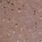 NMDA Receptor Synaptonuclear Signaling And Neuronal Migration Factor antibody, NBP1-92175, Novus Biologicals, Immunohistochemistry frozen image 