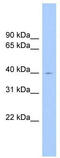 ELAV Like RNA Binding Protein 2 antibody, TA345871, Origene, Western Blot image 