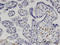 Interferon Regulatory Factor 5 antibody, LS-C133897, Lifespan Biosciences, Immunohistochemistry paraffin image 