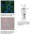 Tight Junction Protein 1 antibody, AB0054-200, SICGEN, Western Blot image 