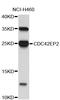 CDC42 Effector Protein 2 antibody, STJ111218, St John