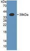 Alpha 1,4-Galactosyltransferase (P Blood Group) antibody, LS-C374391, Lifespan Biosciences, Western Blot image 