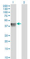 Biglycan antibody, LS-C196749, Lifespan Biosciences, Western Blot image 