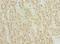 TRNA Methyltransferase 6 antibody, A68066-100, Epigentek, Immunohistochemistry paraffin image 