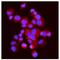 Glutamic-Oxaloacetic Transaminase 2 antibody, A05998-1, Boster Biological Technology, Immunofluorescence image 