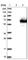 T-Complex 11 Like 1 antibody, HPA005769, Atlas Antibodies, Western Blot image 