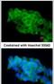 CD36 Molecule antibody, PA5-27236, Invitrogen Antibodies, Immunofluorescence image 