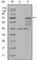 Chitinase 1 antibody, abx015729, Abbexa, Western Blot image 