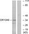 Olfactory Receptor Family 10 Subfamily A Member 6 (Gene/Pseudogene) antibody, PA5-38193, Invitrogen Antibodies, Western Blot image 