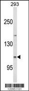 Espin antibody, MBS9201953, MyBioSource, Western Blot image 