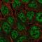 POU Class 5 Homeobox 1B antibody, NBP2-55475, Novus Biologicals, Immunofluorescence image 